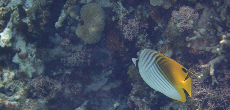 �C���C���▝����J�E���g���u���Ɂb�n�����y���e�h�����N�I�y����c���i���߁j�z
���T�C�g